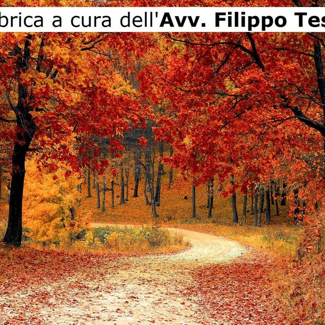 Salviamo gli alberi