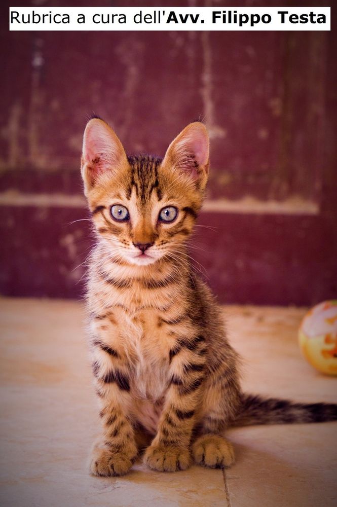 L'amore non ha prezzo!