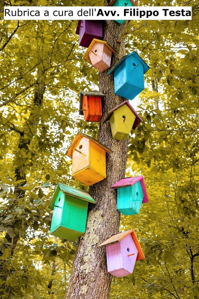 La casetta sull'albero è abusiva! La casetta sull'albero è abusiva!