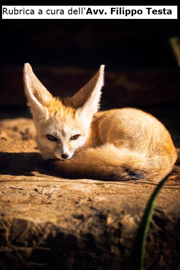 Spiare il coniuge infedele non è sempre reato