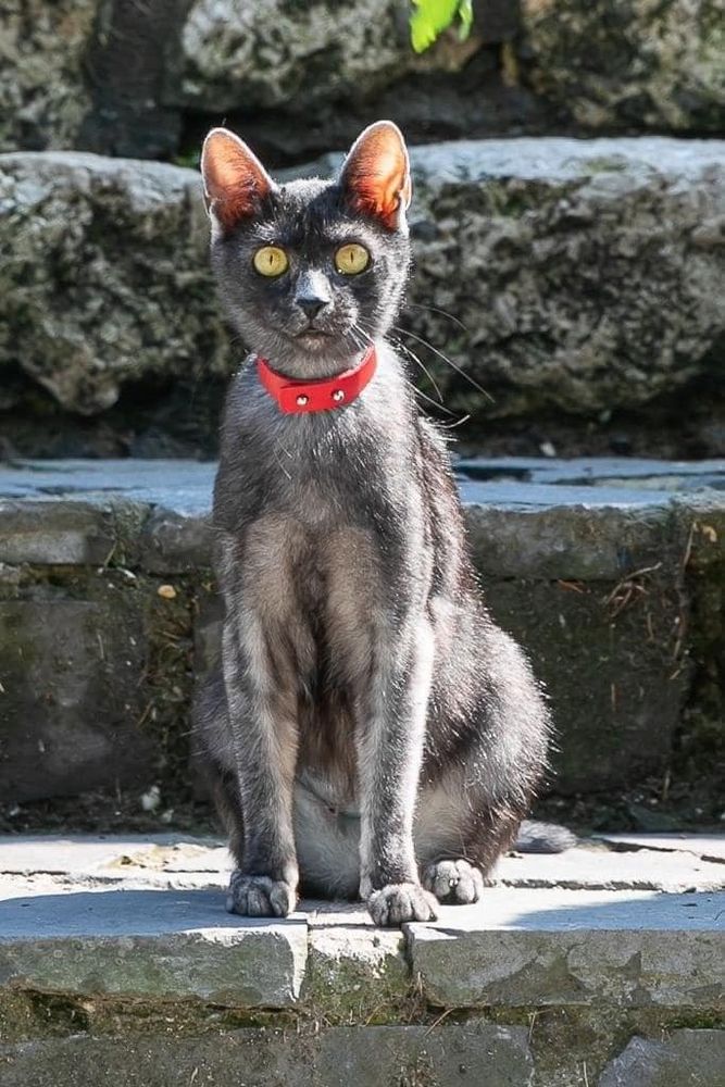 Petsfestival 2022: mica i soliti quattro gatti Petsfestival 2022: mica i soliti quattro gatti