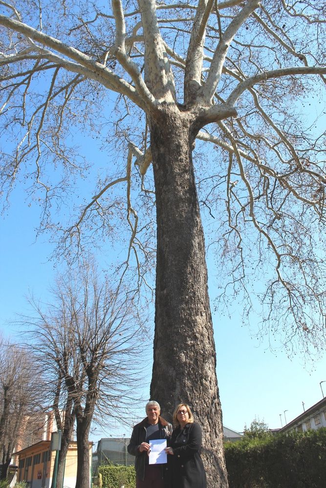 La consigliera e il platano