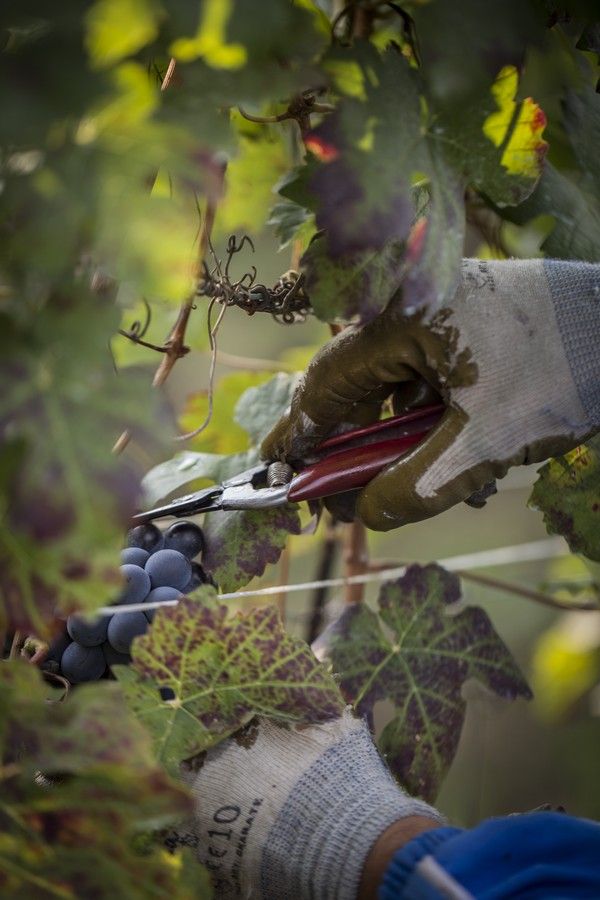 Meno quantità e maggiore qualità, tratti distintivi della Barbera d’Asti Docg 2019 Meno quantità e maggiore qualità, tratti distintivi della Barbera d’Asti Docg 2019