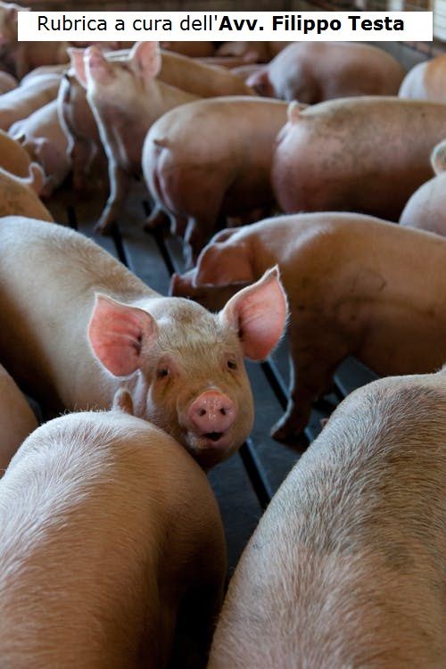 Molestie olfattive: quando il vicino puzza troppo