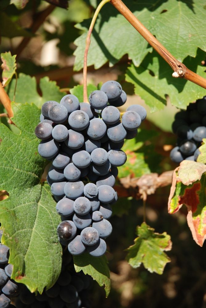 Il Vigne Vecchie indossa la corona Il Vigne Vecchie indossa la corona