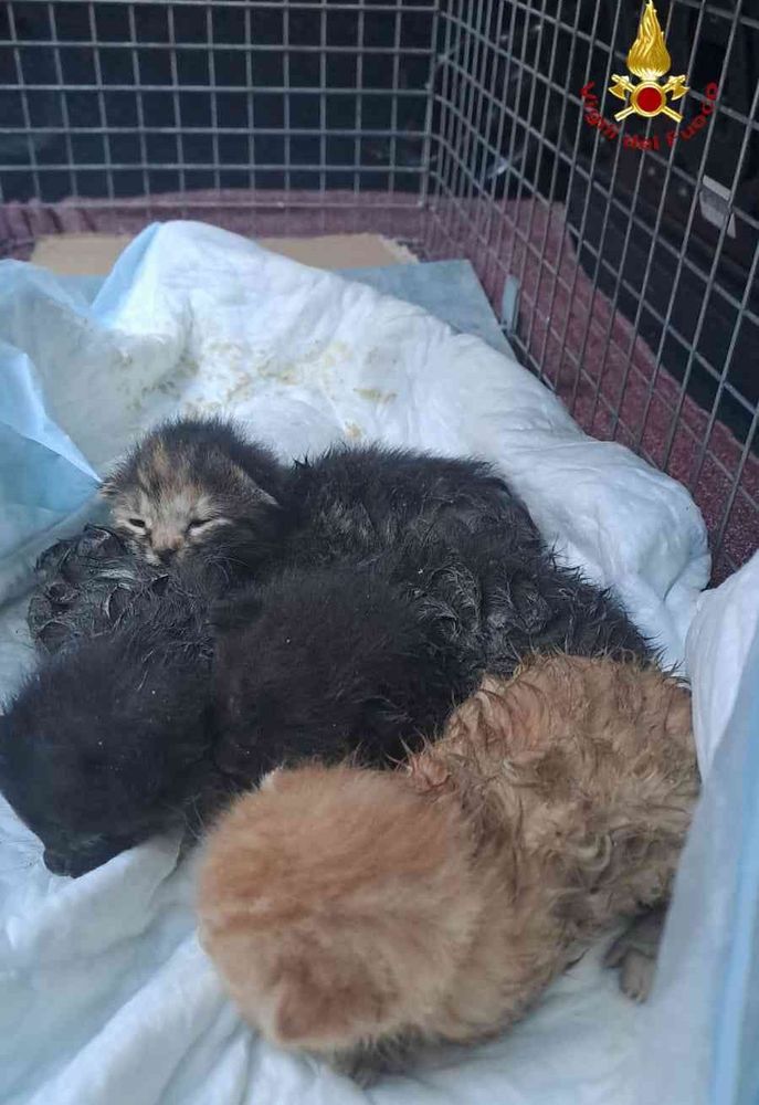 Tutti salvi i gattini bloccati in un canale di scolo a Rocca d'Arazzo Tutti salvi i gattini bloccati in un canale di scolo a Rocca d'Arazzo