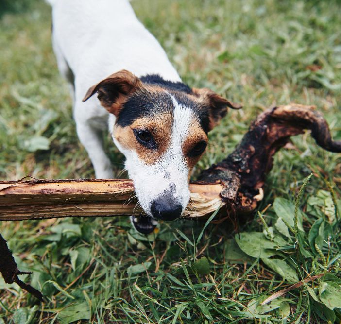 Qual è il migliore trattamento antiparassitario per i cani?