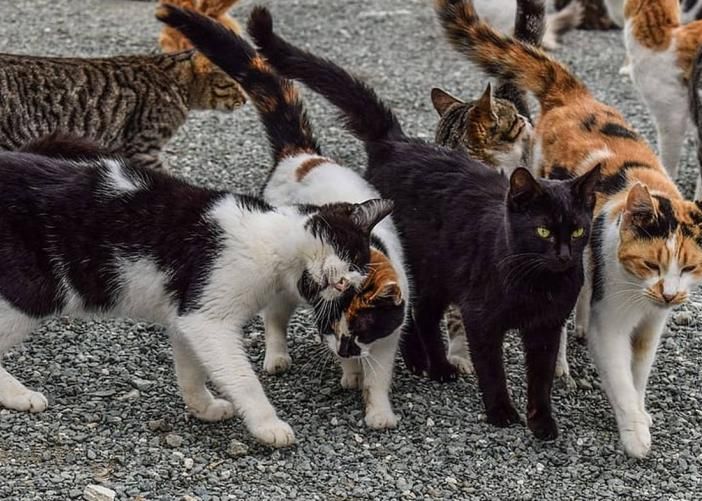 Finanziati 25 progetti per gatti randagi e colonie feline
