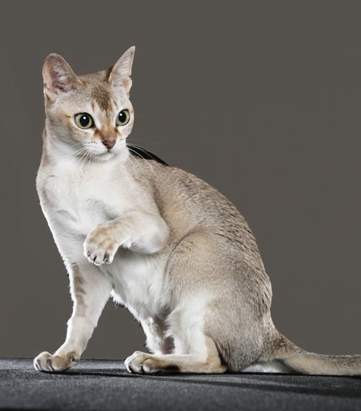 Petsfestival 2024: un Weekend di Meraviglie Animali a CremonaFiere sabato 19 e domenica 20 ottobre