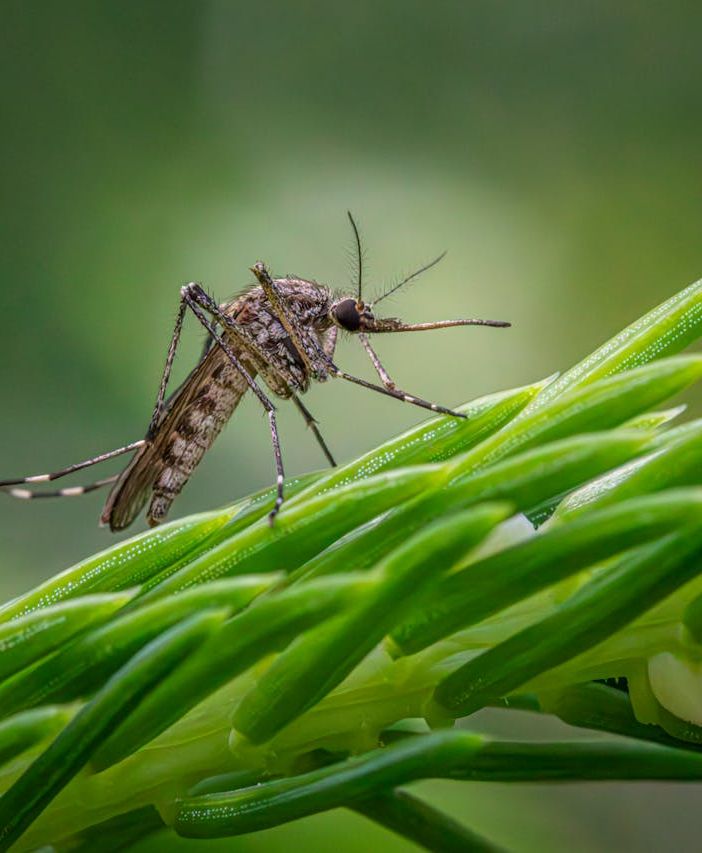 Tieni lontane le zanzare dal tuo giardino con Brillantia