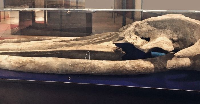 Il cranio della balena di Montafia nell'ex chiesa del Gesù di Asti
