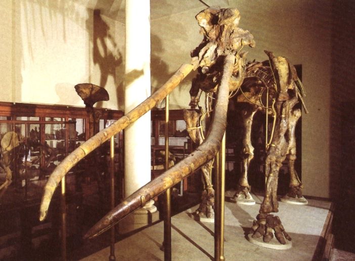 il mastodonte esposto a Bologna (foto pubblicata per gentile concessione del Museo Capellini)