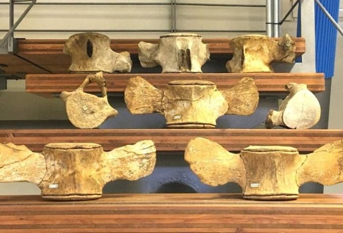 La balenottera e il delfino di Calunga dove ha vissuto Fabrizio De André