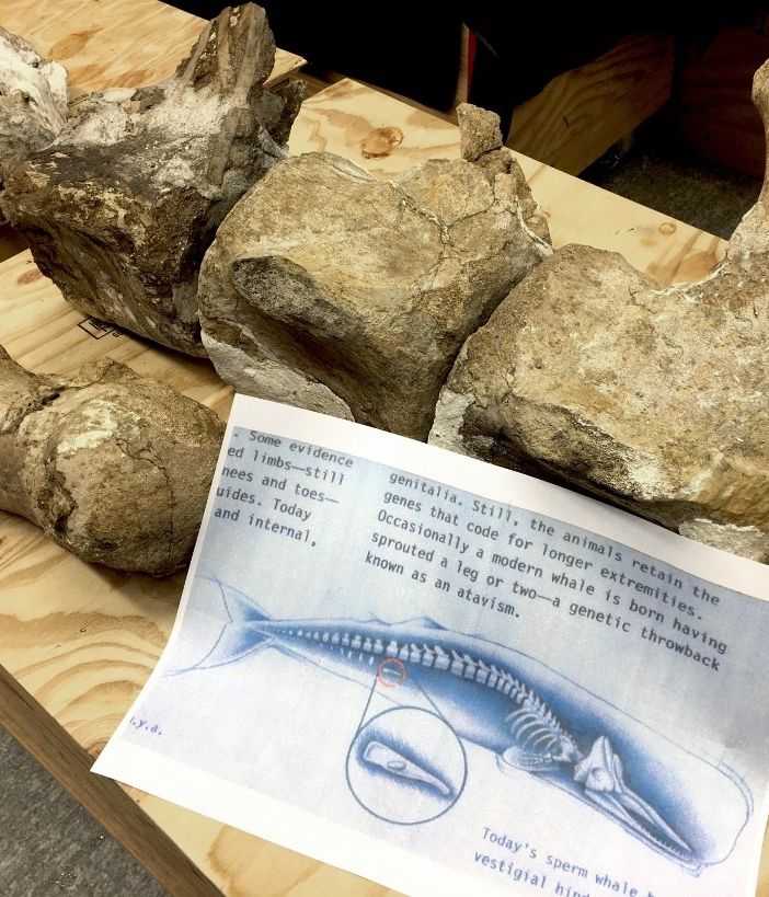 Vertebre del capodoglio