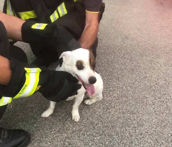 Si cerca il proprietario del cagnolino trovato in caserma dai Vigili del Fuoco