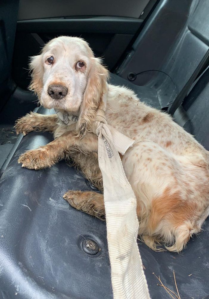Cagnolina impaurita salvata da una pattuglia della Squadra Volante della Questura