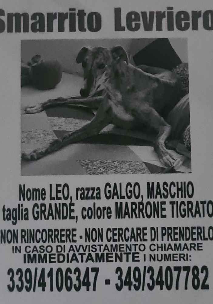 Asti: si cerca Leo, levriero scomparso ieri da corso Felice Cavallotti