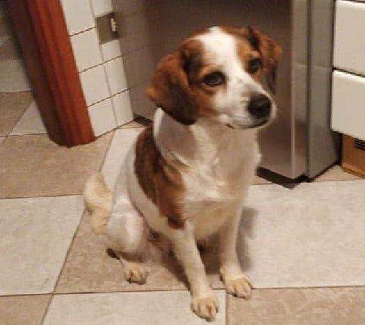 Ritrovata la dolce cagnolina Sally, grazie al passaparola. La piccola sta bene