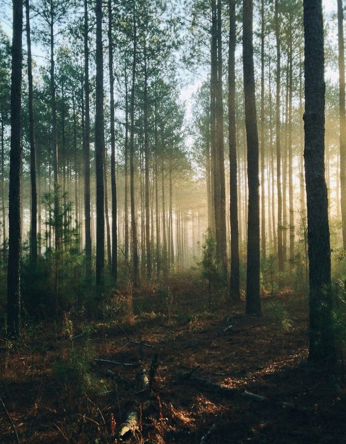 Le foreste, un patrimonio da salvaguardare anche per la nostra Regione