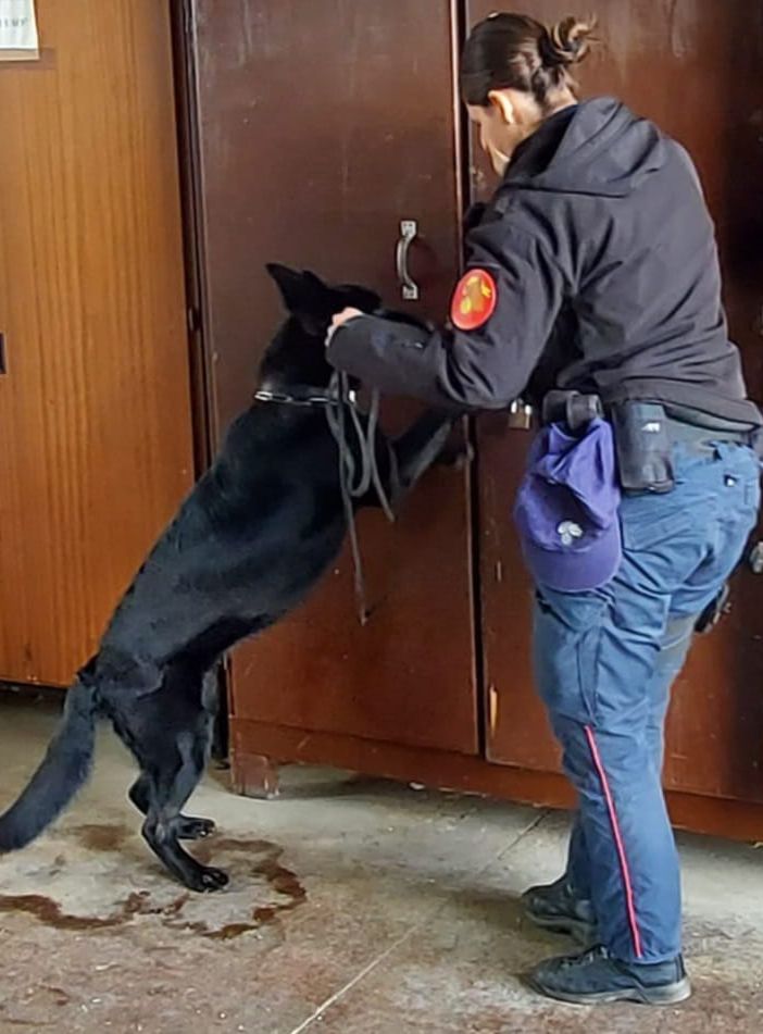 Servizio antidroga in una scuola superiore di Asti. Trovati 33 grammi di hashish e un &quot;grinder&quot; per triturare la sostanza