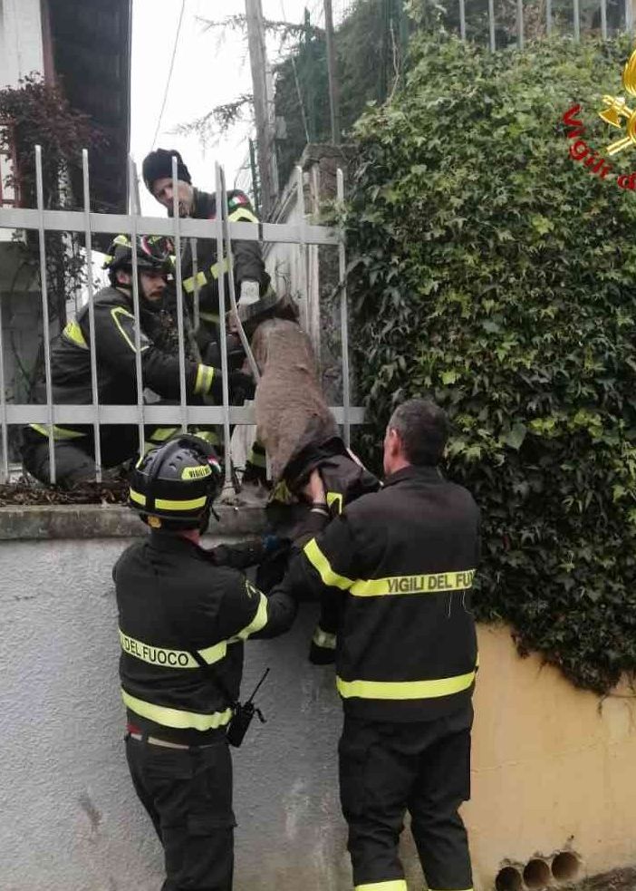 Il capriolo salvato a San Damiano
