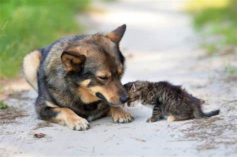 Approvate in Piemonte nuove disposizioni per la tutela degli animali: riconosciuta anche la pet therapy