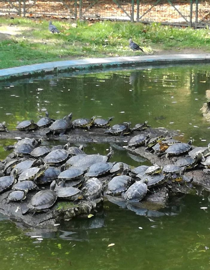 Torna la pulizia del laghetto ai giardini pubblici di Asti con l'associazione Una, Uomo, animali, natura