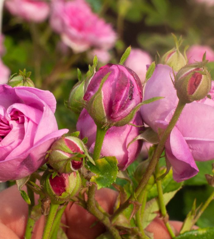 Una delle antiche rose del Roseto della Sorpresa, centifolia Petite de Hollande del XVII secolo