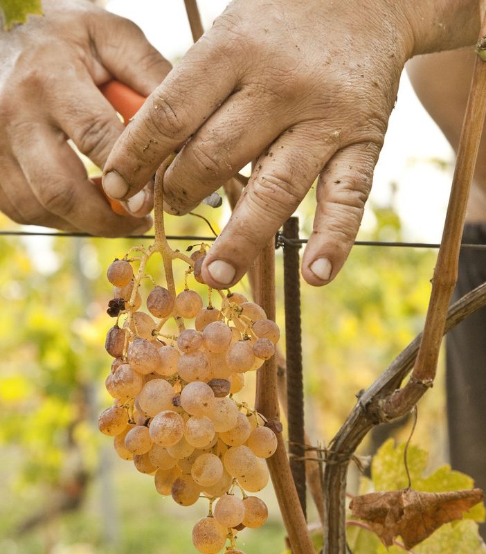 Agricoltura: aperto il bando per la sistemazione abitativa temporanea dei lavoratori agricoli stagionali