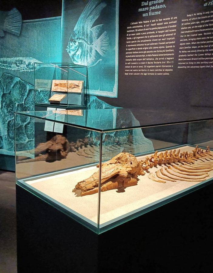 Il fossile di un delfino ospitato presso il Museo Paleontologico Astigiano