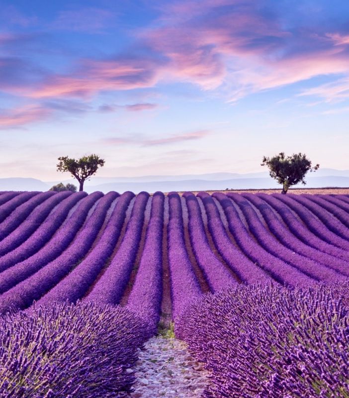 Il mare di lavanda della Haute Provence