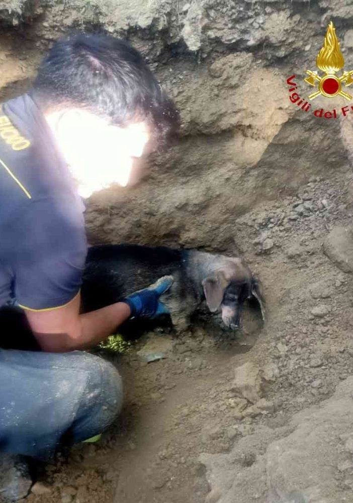 Alcune immagini relative il salvataggio della cagnolina