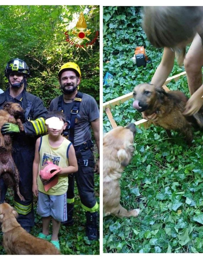 Collage di immagini successive il salvataggio del cane caduto nel pozzo