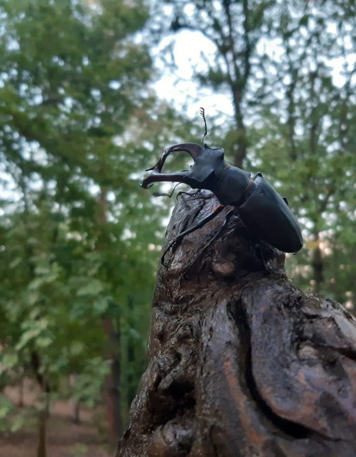 Escursione notturna nella Riserva Naturale di Valle Andona