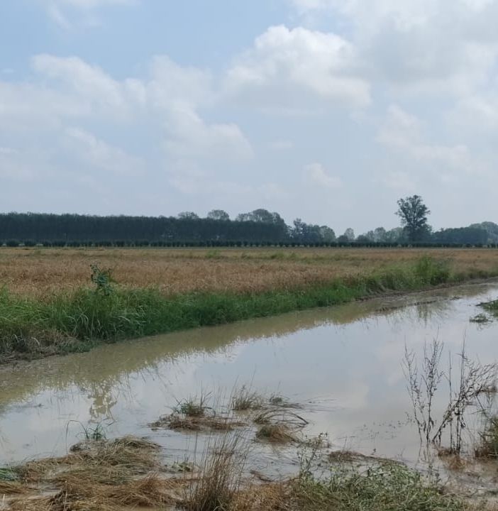 La fase metereologica che si trascina con forti piogge ormai da mesi mette in allarme gli Agricoltori Autonomi Italiani