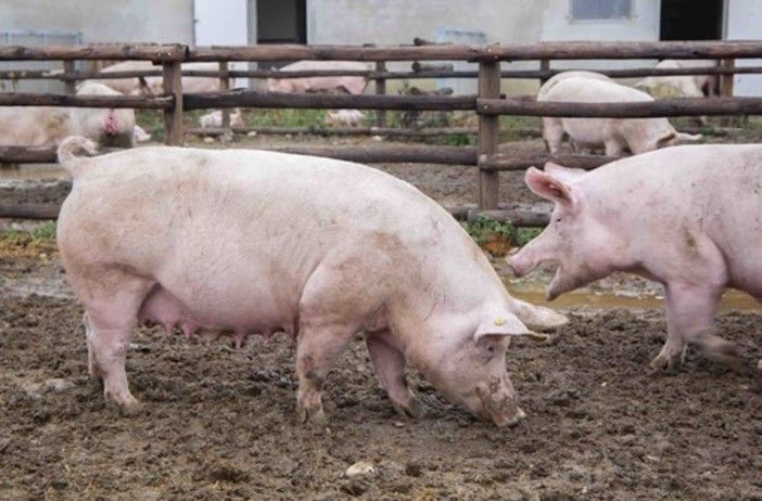 Piemonte in lotta contro la peste suina: richiesta deroga per la caccia al cinghiale