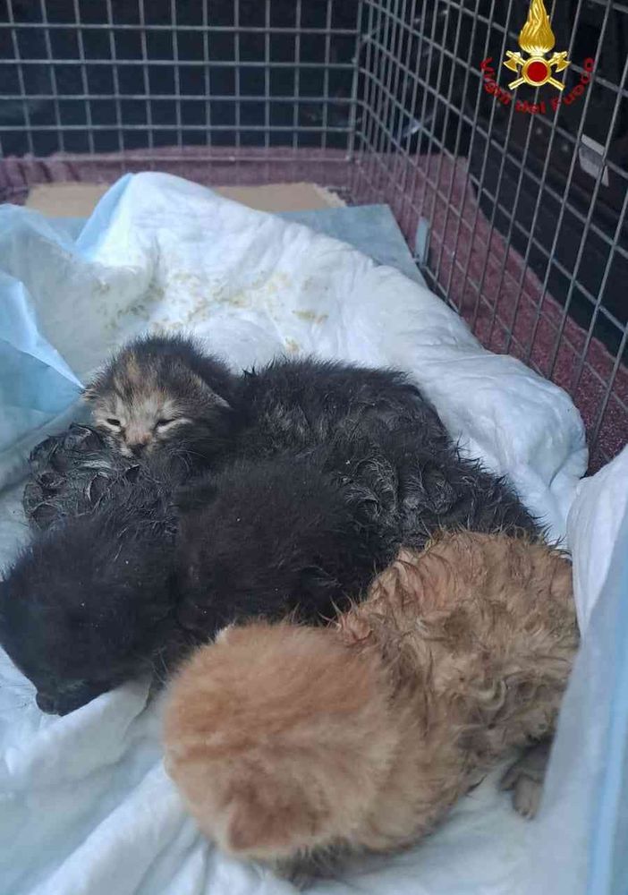 Tutti salvi i gattini bloccati in un canale di scolo a Rocca d'Arazzo