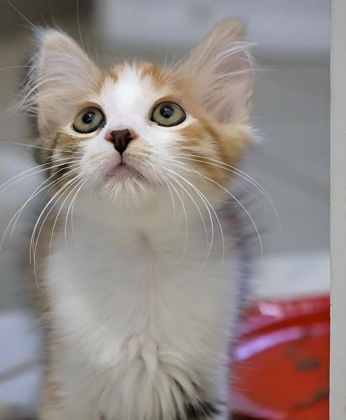 Un gatto ospite del canile municipale di Asti (Merphefoto)