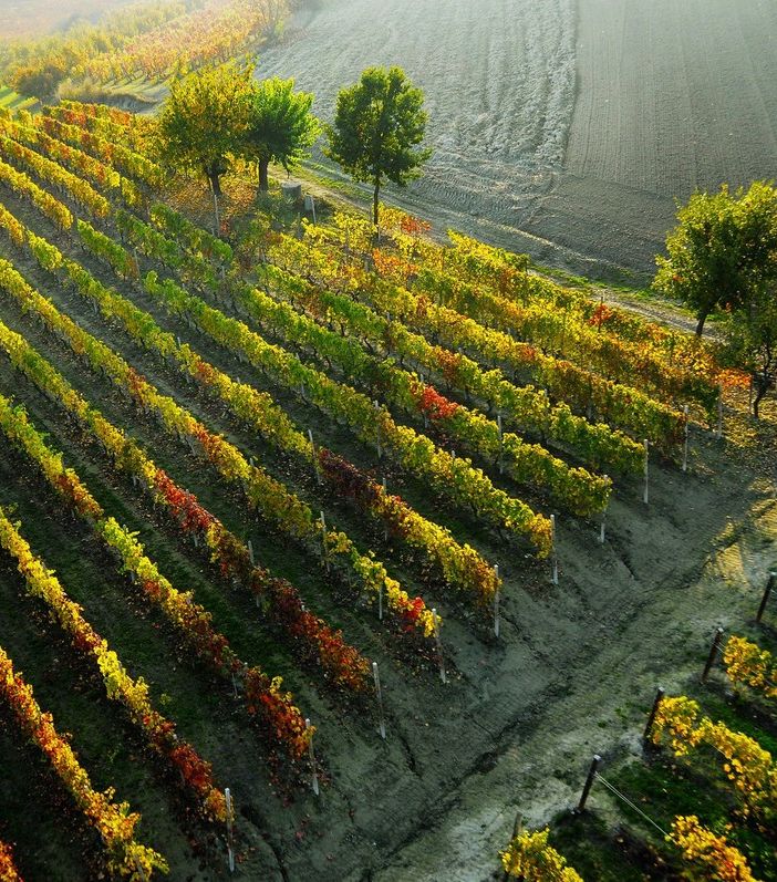 Grande attesa per il Barbera D'Asti Wine Festival, ad Asti dal 6 al 15 settembre