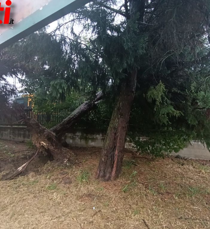 La pianta abbattuta dal vento il 7 agosto in via dello Scalo