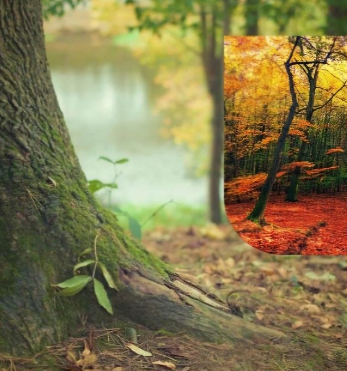 Con &quot;Oxygen Map&quot;, 15 ettari di bosco di proprietà dell' Istituto Sostentamento Clero di Asti verranno messi a carbon credit