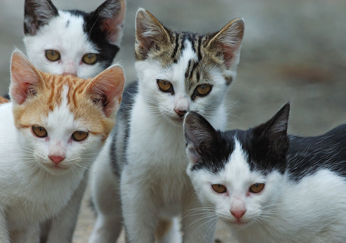 Popolazione felina: dalla regione 170 mila euro per 25 comuni