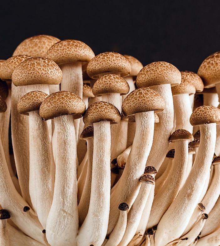 Controllo gratuito dei funghi: fino al 15 novembre il servizio gratuito dell'Asl At