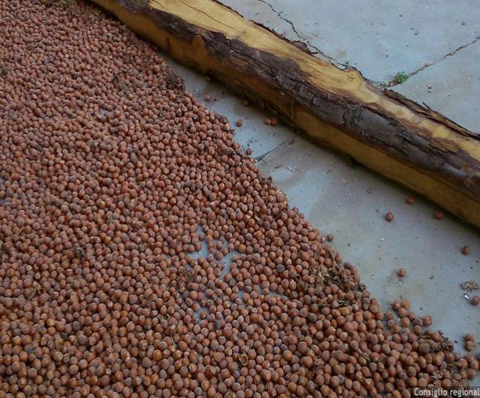 La nocciola piemontese sfida il cambiamento climatico: tra i problemi il contenimento della cimice asiatica
