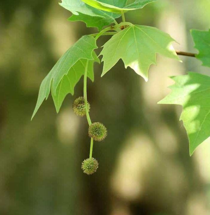Platano, nell'antica Grecia detto l'albero dei filosofi