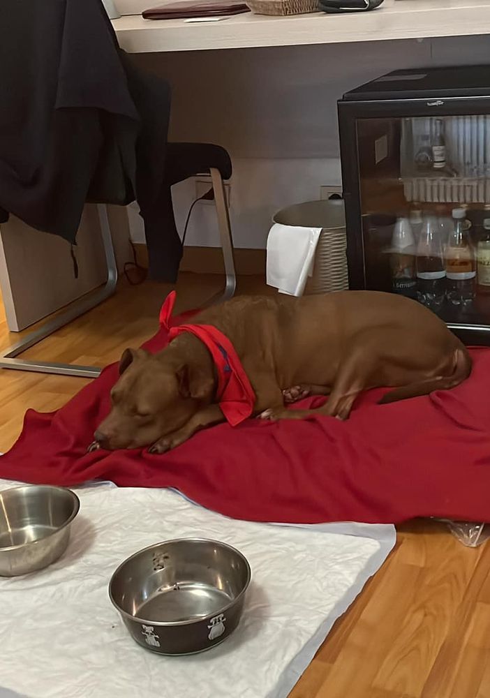 La cagnolina Palla ad Asti, si riposa dalle fatiche del viaggio