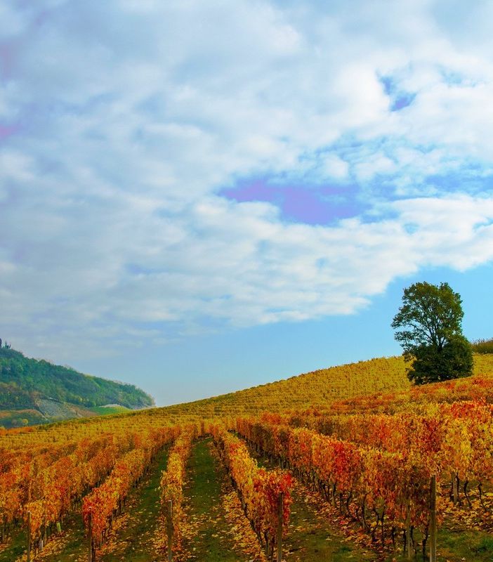Bando SRD 03: opportunità di finanziamento per la diversificazione delle aziende agricole nelle terre astigiane