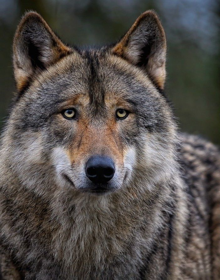 Il lupo nel Monferrato: tra miti, leggende e realtà scientifica