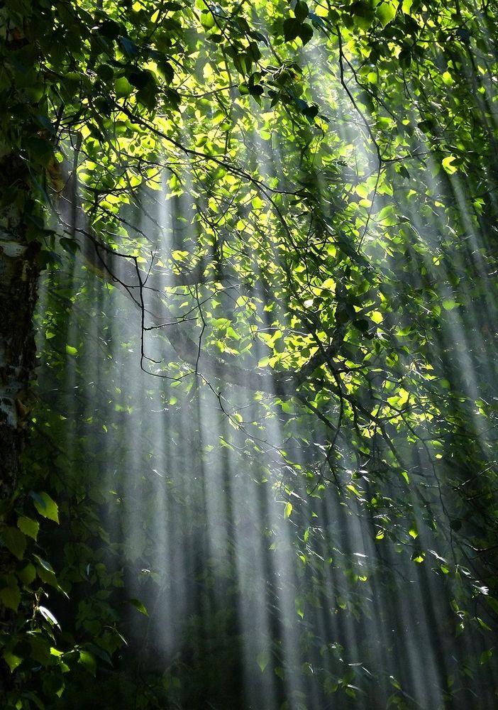 Una rinascita nel bosco: il viaggio di Luca Tresoldi attraverso la fotografia e la sensibilità chimica multipla