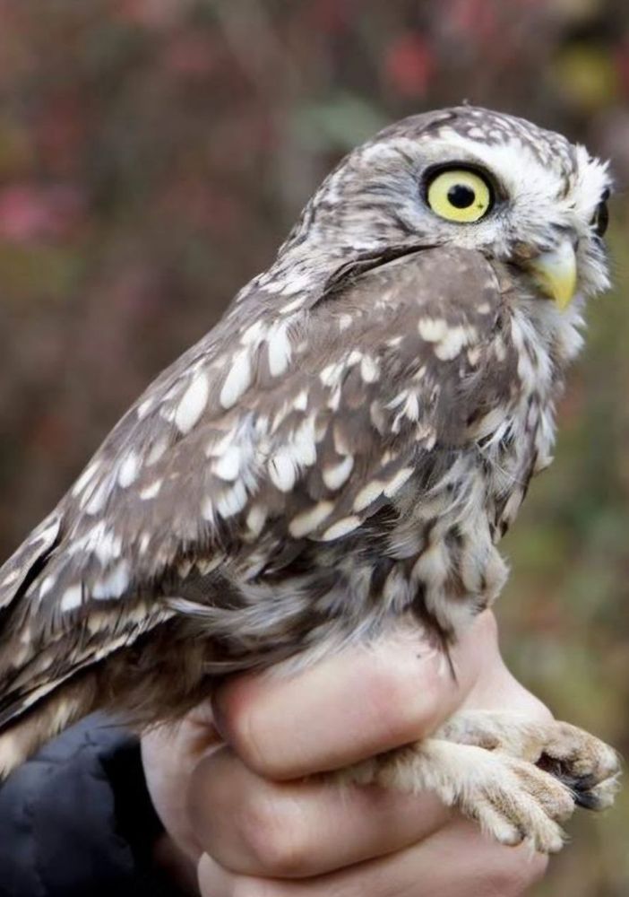 Record di recuperi al CRFS di Tigliole d’Asti nel 2024: oltre 1.200 animali salvati, il 67% torna in natura